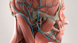 Timeline: Fisopatología del EVC