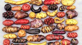 Timeline: Evolución de la Gastronomía