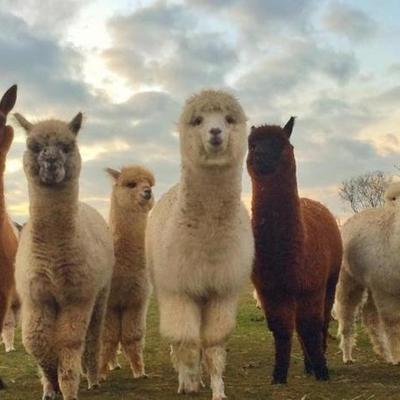 Timeline: Alpacas