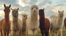 Timeline: Alpacas