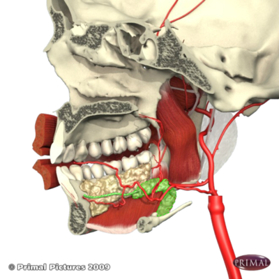 Timeline: Epistaxis posterior