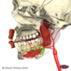 Oral cavity and tmj