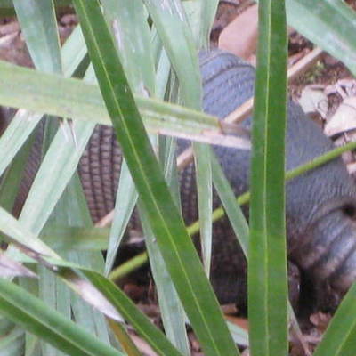 Timeline: Huck Finn: Flirting with Disaster, An Analysis of the Hypocrisy of Civilization   Mark Twain once stated, "In November 1860, Sam Clemens pilot of the steamer Alonzo Child was running up river "in the fog," trying to make some time "in order to beat anothe