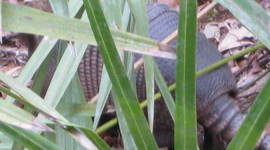 Timeline: Huck Finn: Flirting with Disaster, An Analysis of the Hypocrisy of Civilization   Mark Twain once stated, "In November 1860, Sam Clemens pilot of the steamer Alonzo Child was running up river "in the fog," trying to make some time "in order to beat anothe