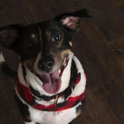 Timeline: My Dog's Life