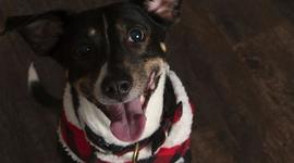 Timeline: My Dog's Life