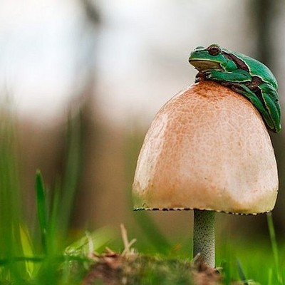 Timeline: Historia de la Micología