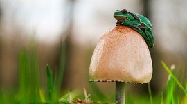 Timeline: Historia de la Micología