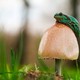 Macro 33 734x490