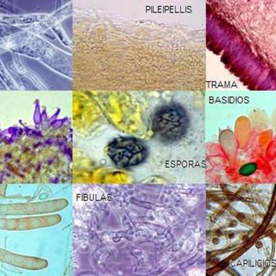 Timeline: Historia de la micología