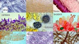 Timeline: Historia de la micología