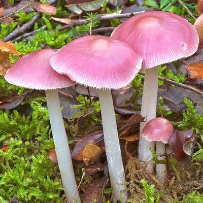 Timeline: Historia de la Micología