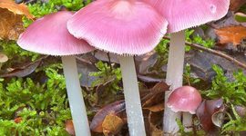 Timeline: Historia de la Micología