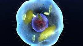 Timeline: La Historia de la Teoría Célular