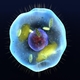 Celula