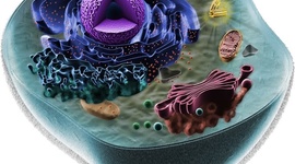 Timeline: Historia de la Teoria Celular