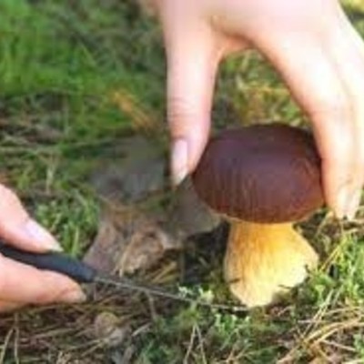 Timeline: Historia de la micología