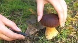 Timeline: Historia de la micología