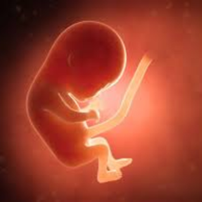 Timeline: Desarrollo prenatal