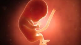 Timeline: Desarrollo prenatal