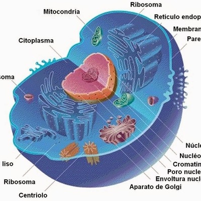 Timeline: La historia de la teoría celular