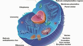 Timeline: La historia de la teoría celular