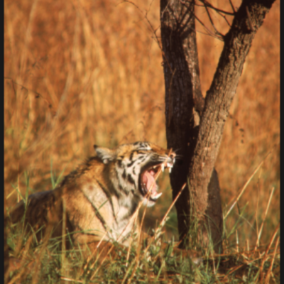 Timeline: A Life In The Wild chapter three