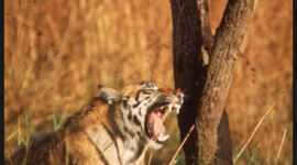 Timeline: A Life In The Wild chapter three