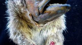 Timeline: S.M.A.R.T. goal of the Shark