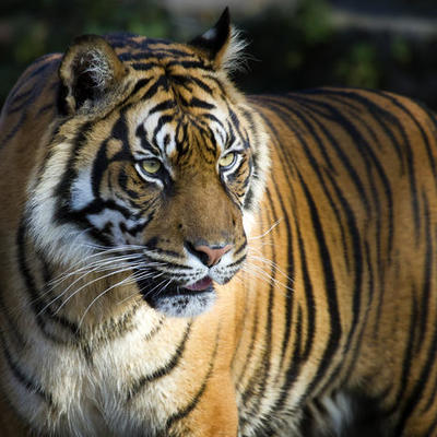 Timeline: Life In The Wild