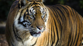 Timeline: Life In The Wild