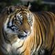 Sumatran tiger hero 92514619