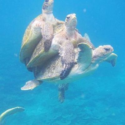 Timeline: Pls don’t copy