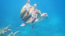 Timeline: Pls don’t copy