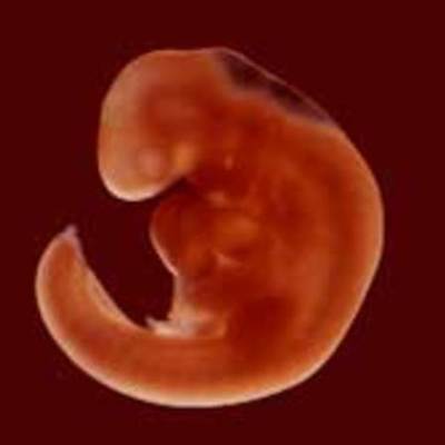 Timeline: Embryogénèse