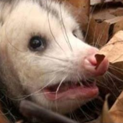 Timeline: ***Philosophy of education***