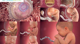 Timeline: 3.5 Fetal Development Timeline