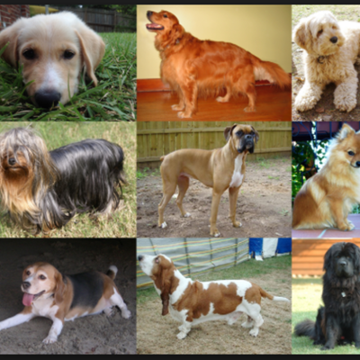 Timeline: Dogs of the Past!!!