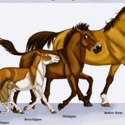 Timeline: Evolution of the horse and it's equipment