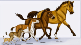 Timeline: Evolution of the horse and it's equipment
