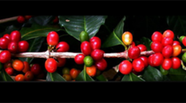 Timeline: Estructura de la república cafetalera.