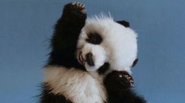 Timeline: Evolution of the Giant Panda