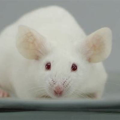 Timeline: Histórico da experimentação animal no Brasil e no mundo