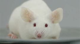 Timeline: Histórico da experimentação animal no Brasil e no mundo