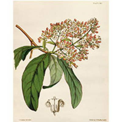 Timeline: Historia de la Cocaina