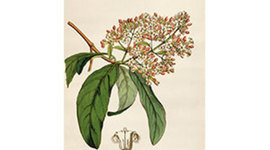 Timeline: Historia de la Cocaina