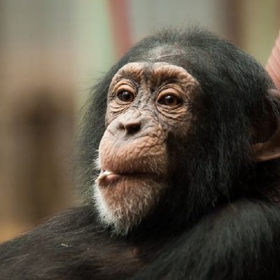 Timeline: Возникновение речи