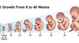 Timeline: Pregnancy Breakdown