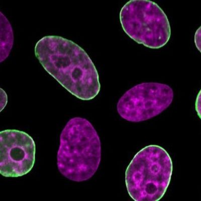 Timeline: Historia de la Teoría Celular (Nerea Alvarez Díaz)