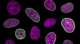 Timeline: Historia de la Teoría Celular (Nerea Alvarez Díaz)